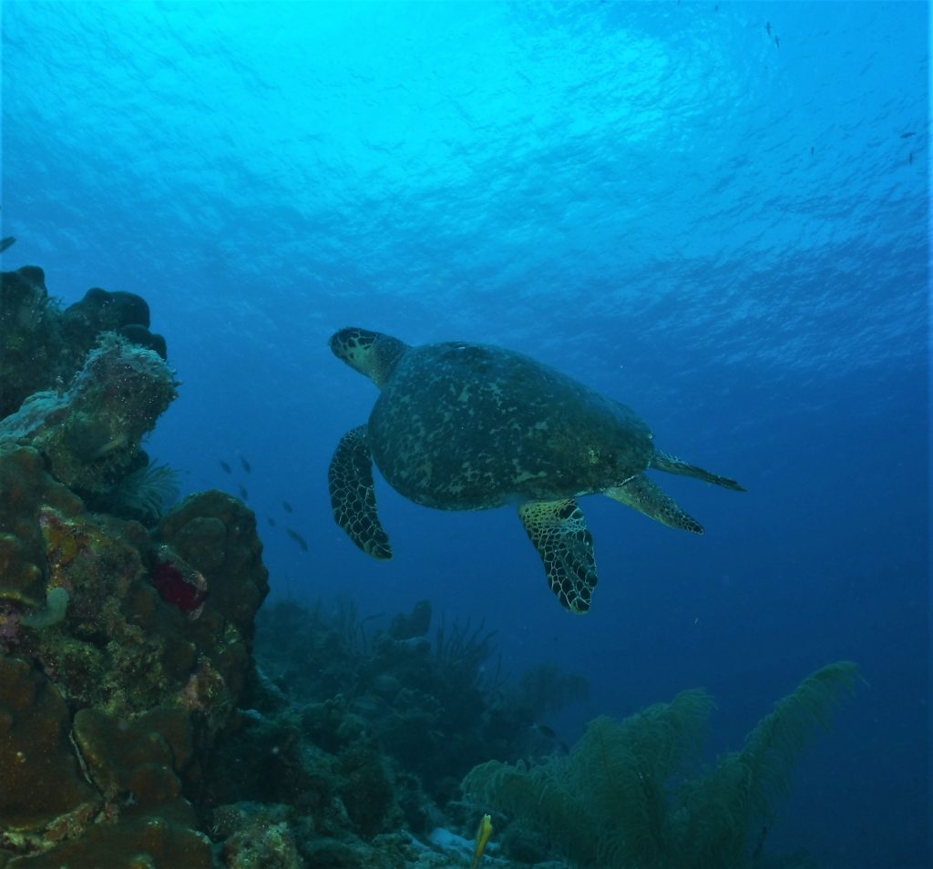 Sea turtle adventures